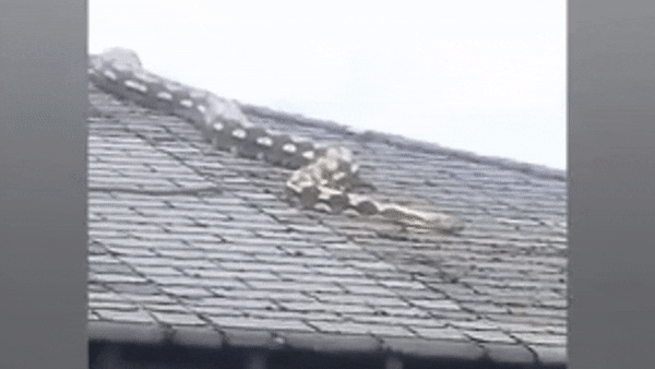 Người phụ nữ ghi được cảnh tượng nổi da gà trên mái nhà hàng xóm