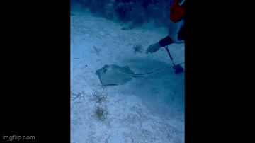 Clip: Thợ lặn cẩn thận giải cứu cá đuối gai độc khỏi lưỡi câu