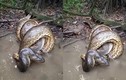 Khoảnh khắc trăn Anaconda siết chặt cá sấu caiman