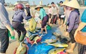 Trúng mẻ cá đặc sản, ngư dân Hà Tĩnh thu lợi hơn 300 triệu 