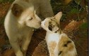 Tình bạn “ngược đời” của động vật