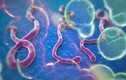 Bộ Y tế giám sát 4 người từ vùng Ebola về VN