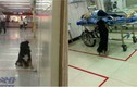 Chú chó buồn rầu ngồi đợi chủ bên ngoài phòng cấp cứu