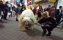 Náo loạn vì gái xinh dắt gấu Bắc Cực dạo phố