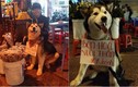 Chú chó theo chủ đi "bán hoa nuôi thân" ở Đà Lạt