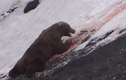 Cảnh thợ săn giết gấu dã man gây rúng động