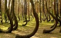 Cánh rừng ma quái “ăn thịt người” kỳ bí nhất thế giới 