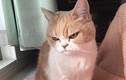 Nàng mèo “chảnh chó” có khuôn mặt khó ưa gây bão Instagram