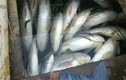 Thanh Hóa: Cá nuôi lồng tiếp tục chết trên sông Bưởi