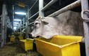 Nhập hơn 1.700 con bò Úc về miền Tây bằng tàu biển