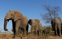 730.000 con voi ở châu Phi “bốc hơi” đi đâu? 