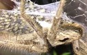 Lạnh gáy cảnh 200 nhện thợ săn bò quanh mẹ khổng lồ đòi ăn