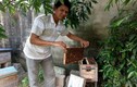 Thong thả nuôi ong ven biển, “bỏ lợn” 200 triệu/năm