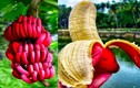 Những loại trái cây lạ đang “gây sốt” trên thị trường Việt