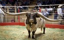 Chú bò có sừng dài nhất thế giới giá 3,75 tỷ đồng