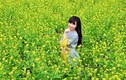Ngẩn ngơ ngắm cánh đồng hoa cải vàng ở ngoại thành Hà Nội