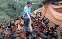 Nể phục lão nông người Mông nuôi cả ngàn gà nòi bán tết