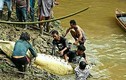 Indonesia: Mổ bụng cá sấu, tá hỏa phát hiện chân tay người