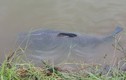 Câu được cá trắm “khủng” dài 1,3m, nặng 35 kg tại HN