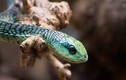 10 loài rắn nguy hiểm nhất hành tinh, đoạt mạng người chỉ vài phút