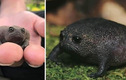 Loài ếch kỳ lạ nhất hành tinh với gương mặt cau có, ngộ nghĩnh