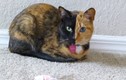 10 giống mèo độc - dị - lạ nhất hành tinh: Giật mình số 1!