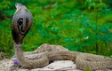 Tận mục 10 loài rắn độc nhất hành tinh, Việt Nam sở hữu một loài