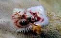 Vẻ đẹp lạ của động vật không xương trú ngụ dưới biển sâu