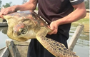Rùa biển mắc lưới ngư dân Huế, loài cực hiếm trong Sách Đỏ Việt Nam