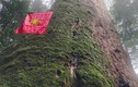 Chiêm ngưỡng 'cụ' cây sa mu 2.000 tuổi quý hiếm nhất Việt Nam