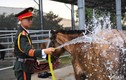Chế độ ăn, ngủ đặc biệt của ngựa kỵ binh trước ngày đại lễ 
