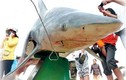 Ly kỳ chuyện săn cá mập