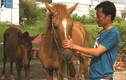 Nuôi ngựa đua ở Sài thành: Mốt thời thượng đã… chết
