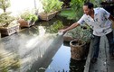 Nước thải thành ao nuôi cá trong hàng loạt nhà dân TP HCM