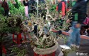 Chiêm ngưỡng cây cảnh độc đáo giá bạc triệu ở chợ Viềng 