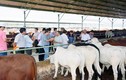 Soi địa thế “chuẩn” vùng đất bầu Đức chọn nuôi bò 