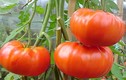 Bà nội trợ “cuồng” mua cà chua khổng lồ nửa kg/quả