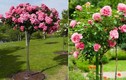 Hoa hồng tree rose giá đắt bỏng tay có gì lạ?