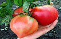 Cà chua trái tim độc lạ “hái” ra tiền ở Hà Nội