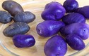 Hình ảnh thú vị về khoai tây tím độc lạ 