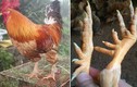 Đổ xô nuôi gà 6 cựa Mẫu Sơn quý “đẻ” ra tiền