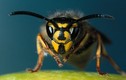 Thực hư chữa ung thư bằng cách cho ong bắp cày đốt?