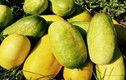 Trái “cứu người”, quả đặc sản Việt đang sốt xình xịch