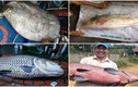 Liên tiếp cá hiếm đắt đỏ mắc lưới ngư dân Việt