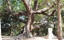 Cận cảnh những “lão cây” cổ thụ nổi tiếng ở An Giang