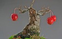 Mãn nhãn ngắm loạt cây ăn quả bonsai đẹp mắt