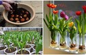 Ba cách đơn giản trồng tulip nở hoa ưng ý