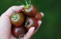 8 loại cà chua siêu độc khiến dân thành phố thích mê 