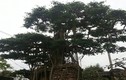 Đại gia gạ đổi biệt thự chục tỷ lấy cây sanh cổ ở Thái Bình