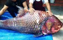 Những lần đại gia Việt dốc tiền mua cá khủng về nhậu